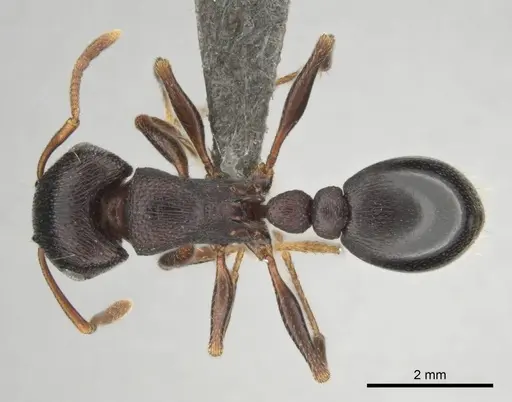 Tetramorium signatum - CASENT0813026