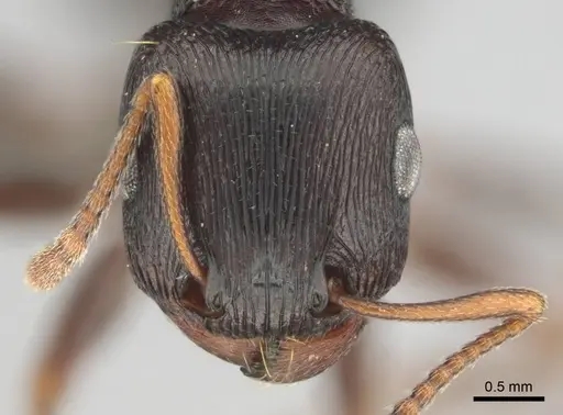 Tetramorium signatum - CASENT0813026