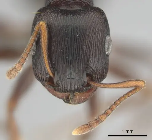 Tetramorium signatum - CASENT0813026