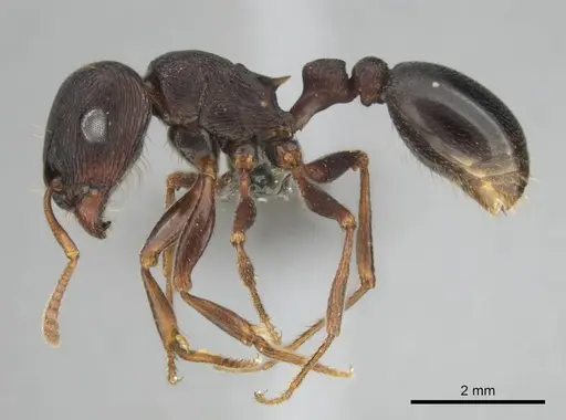 Tetramorium signatum - CASENT0813026