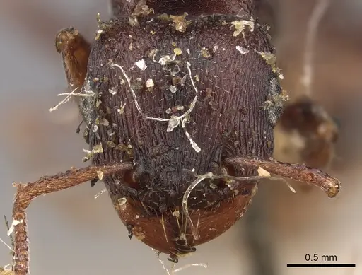 Tetramorium signatum - CASENT0901188