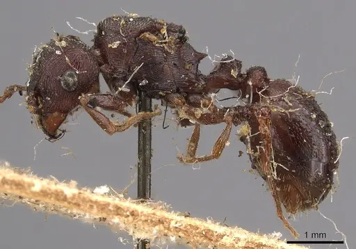 Tetramorium signatum - CASENT0901188