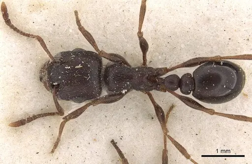 Tetramorium signatum - CASENT0901189