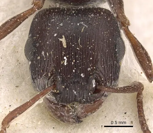 Tetramorium signatum - CASENT0901189