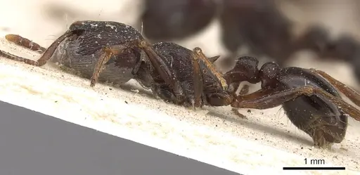 Tetramorium signatum - CASENT0901189