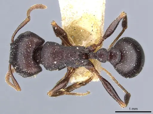 Tetramorium signatum - CASENT0904841