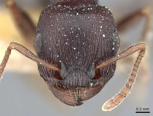 Tetramorium signatum - CASENT0904841