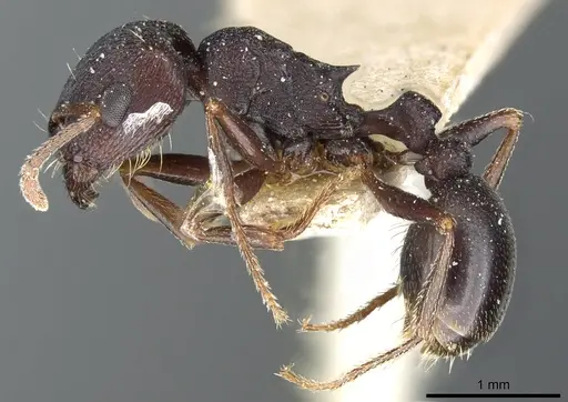 Tetramorium signatum - CASENT0904841