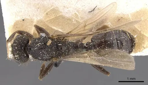 Tetramorium signatum - CASENT0909156