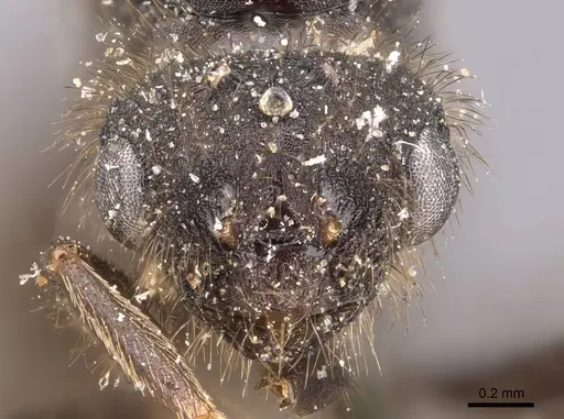 Tetramorium signatum - CASENT0909156