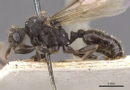 Tetramorium signatum - CASENT0909156