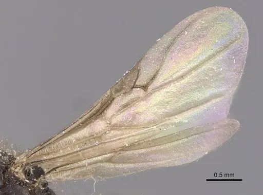 Tetramorium signatum - CASENT0909156