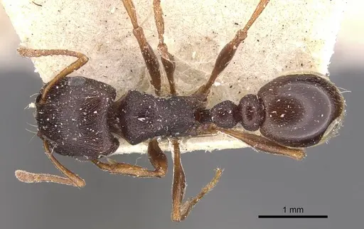 Tetramorium signatum - CASENT0909157
