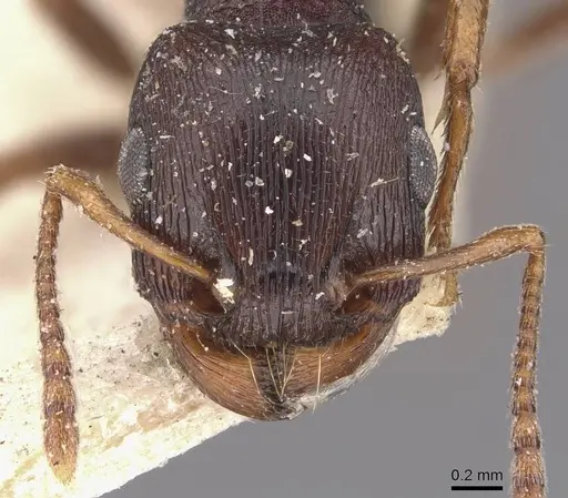 Tetramorium signatum - CASENT0909157