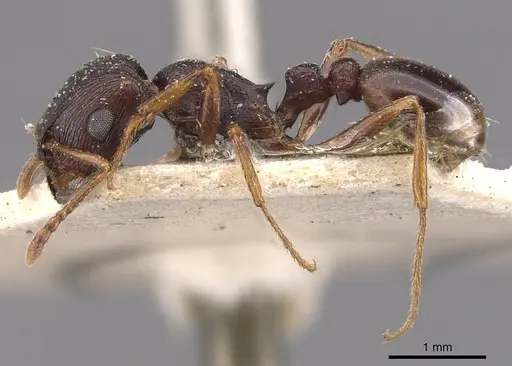 Tetramorium signatum - CASENT0909157