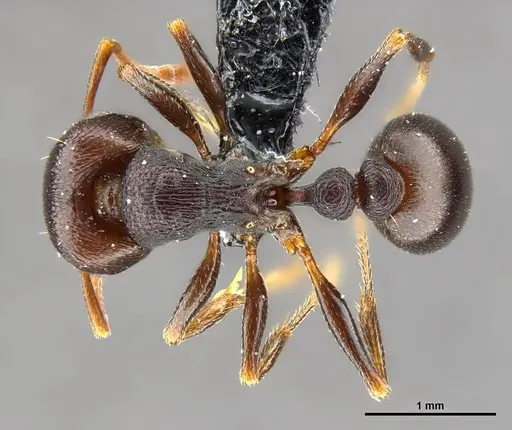Tetramorium signatum - SAM-HYM-C020573
