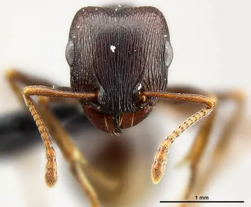 Tetramorium signatum - SAM-HYM-C020573