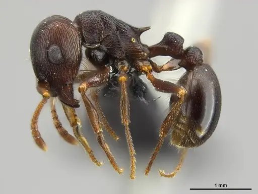 Tetramorium signatum - SAM-HYM-C020573