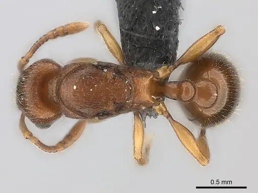 Tetramorium sikorae specimen