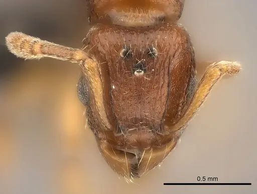 Tetramorium sikorae specimen