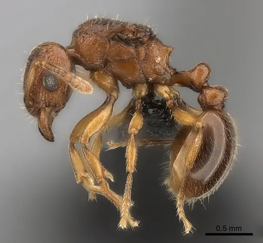 Tetramorium sikorae specimen