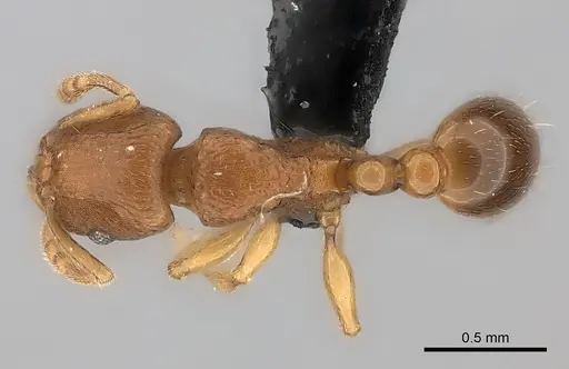 Tetramorium sikorae - CASENT0051946