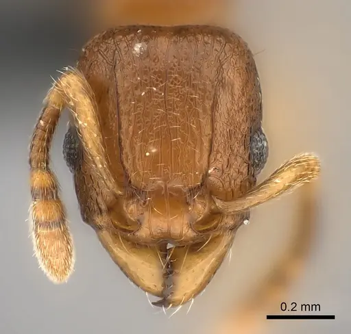 Tetramorium sikorae - CASENT0051946