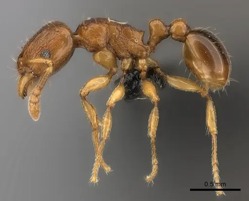 Tetramorium sikorae - CASENT0051946