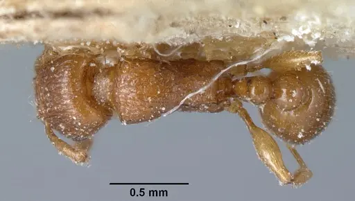 Tetramorium sikorae - CASENT0101139