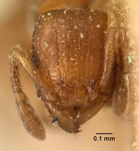Tetramorium sikorae - CASENT0101139
