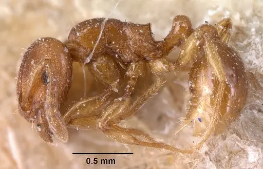 Tetramorium sikorae - CASENT0101139