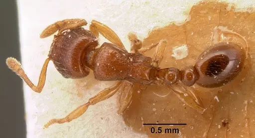 Tetramorium sikorae - CASENT0101140