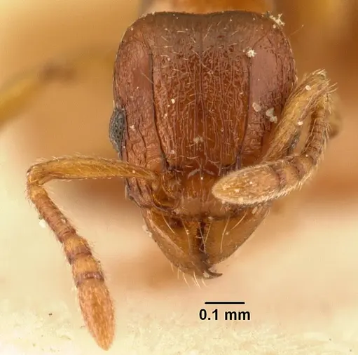 Tetramorium sikorae - CASENT0101140