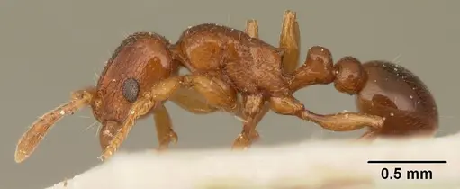 Tetramorium sikorae - CASENT0101140