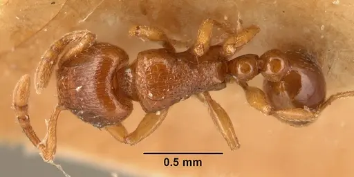 Tetramorium sikorae - CASENT0101141