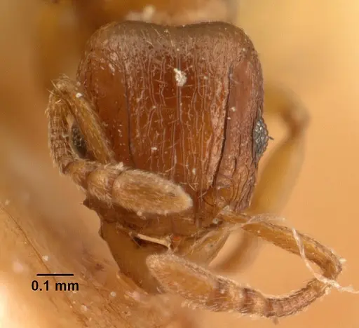 Tetramorium sikorae - CASENT0101141