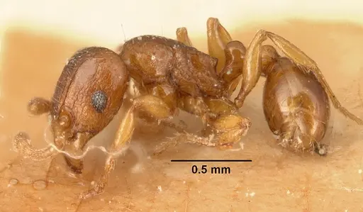 Tetramorium sikorae - CASENT0101141