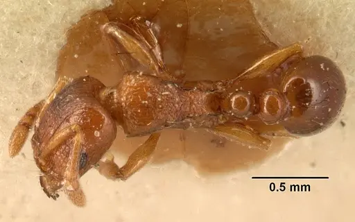 Tetramorium sikorae - CASENT0101142