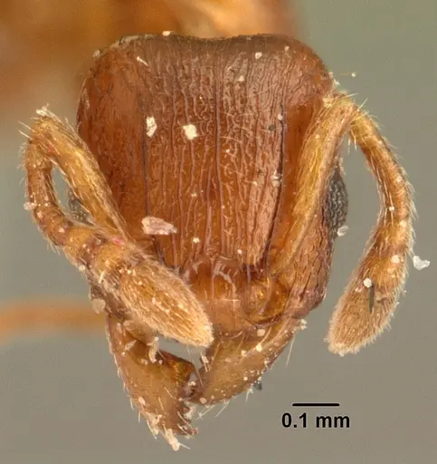 Tetramorium sikorae - CASENT0101142