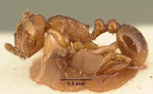 Tetramorium sikorae - CASENT0101142