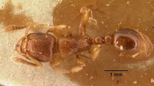 Tetramorium sikorae - CASENT0101143