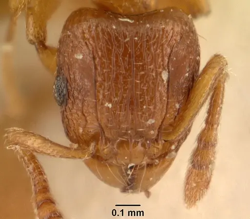 Tetramorium sikorae - CASENT0101143
