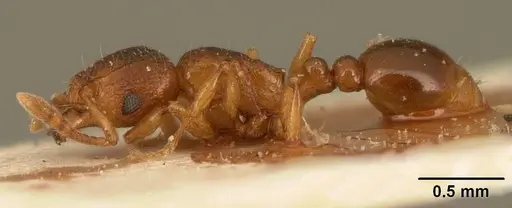 Tetramorium sikorae - CASENT0101143