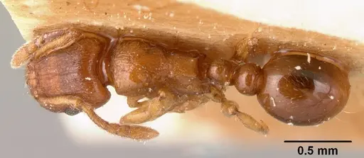Tetramorium sikorae - CASENT0101144