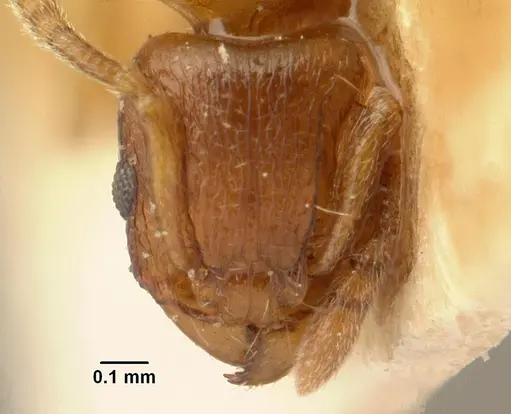 Tetramorium sikorae - CASENT0101144