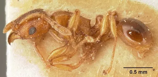 Tetramorium sikorae - CASENT0101144