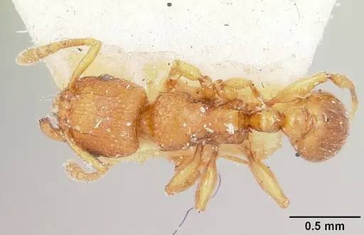 Tetramorium sikorae - CASENT0101259