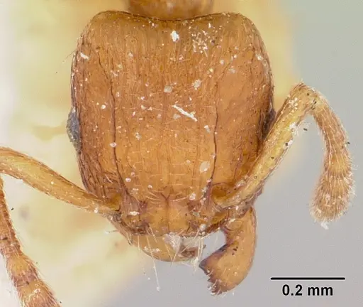 Tetramorium sikorae - CASENT0101259