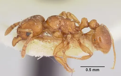 Tetramorium sikorae - CASENT0101259