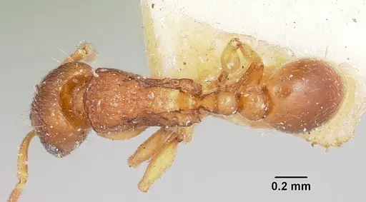 Tetramorium sikorae - CASENT0101260